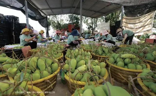 直播電商助農(nóng)，鄉(xiāng)村振興的新引擎